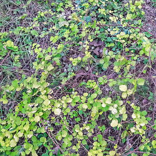 ���Ԃ��󂢂��O�����h�J�o�[