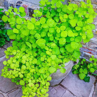 �P�ƂŔ��A���ɂ������u�X