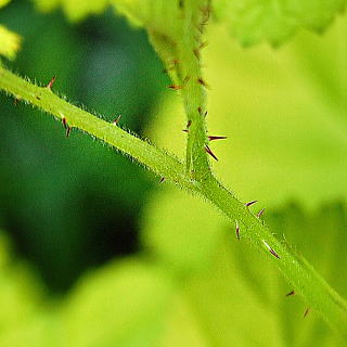 �T���V���C���X�v�����_�[�̃g�Q