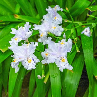 イリス・ワッティ