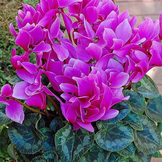 VN