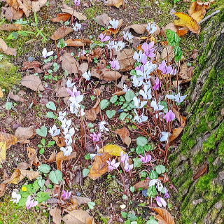 自然な雰囲気で地植えされたヘデリフォリウム