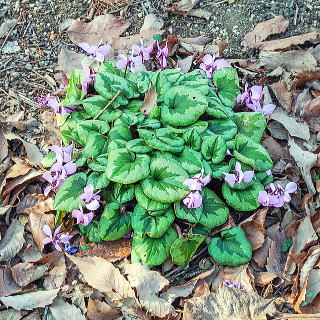 地植えされたコウム