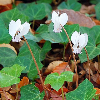 ヘデリフォリウムの白花種