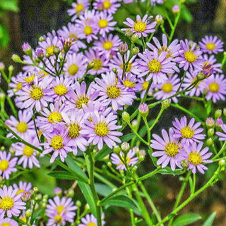 �V�I���̉Ԃ̃A�b�v