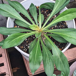 �E�b�h�N���[�N�̗t