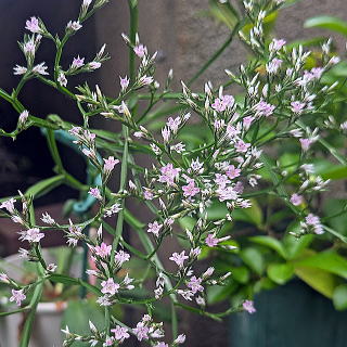 �E�b�h�N���[�N�̉�