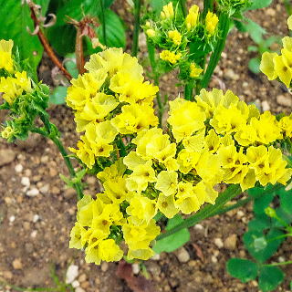 �X�^�[�`�X �V�j���A�^��