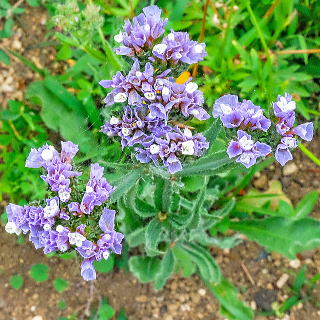 �X�^�[�`�X �V�j���A�^��