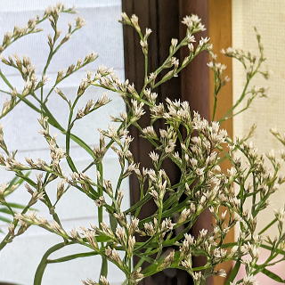 �h���X�^�[�`�X�i�����j�E���j�̃h���C�t�����[