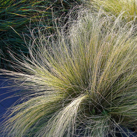 �����𗁂тăL���L������X�e�B�p