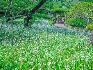 皇居東御苑のシャガの群生