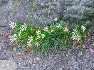 石組みの際に植栽した例