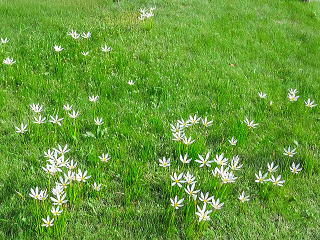 芝生に点在して植えた例
