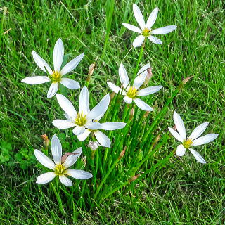 タマスダレの草姿