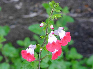 zbgbvX̉