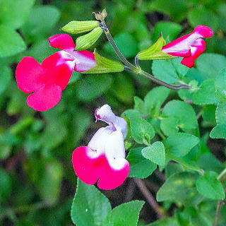 �z�b�g���b�v�X