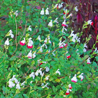 �z�b�g���b�v�X