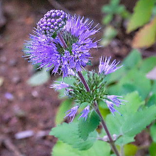 �Z�����F�̕i��