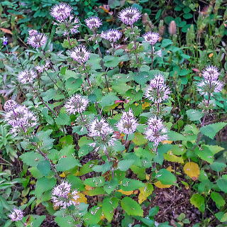 �_���M�N�̑��p