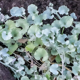 アルゲンテア「シルバー・フォールズ」