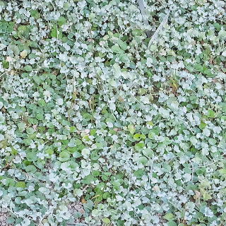 アルゲンテア「シルバー・フォールズ」