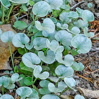 ディコンドラ・セルケア