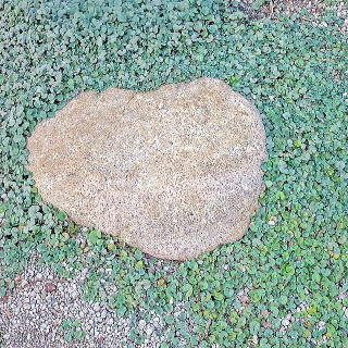 グランドカバーとして植えた例