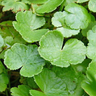 ディコンドラ・レペンス