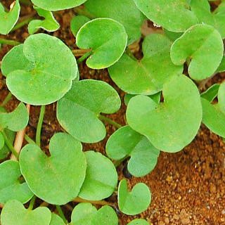 ディコンドラ・ミクランサ