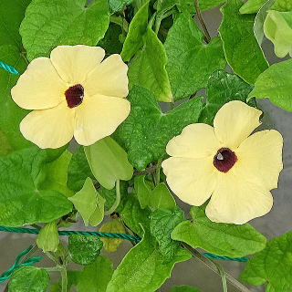 �c���x���M�A �A���^�̉�