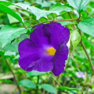 �t�H�[�Q���A�i