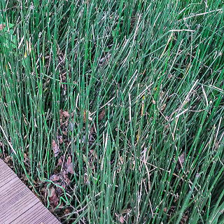 �n�A�������g�N�T