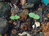gjẢo