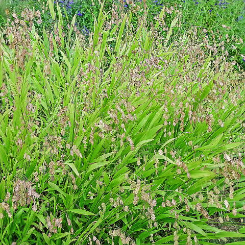 見事に育ったワイルドオーツ