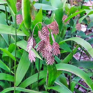 ワイルドオーツの実のアップ