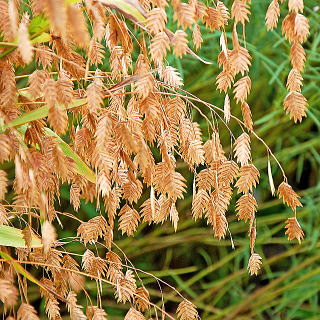 ワイルドオーツの実