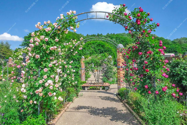 ばらと草花のエリア（アーチ）