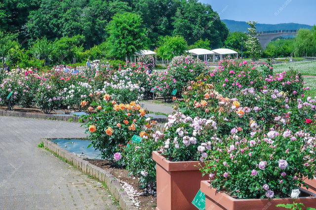 受賞バラのエリア