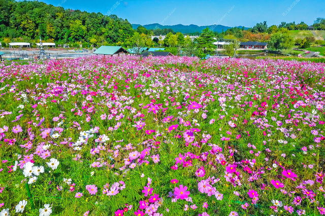 花の丘（コスモス）