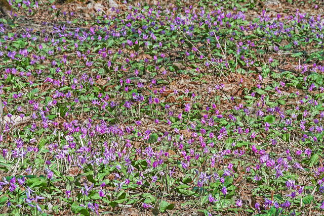 カタクリ大群落（望遠）