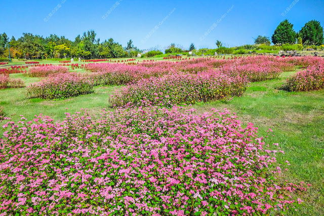 ピクニックガーデン