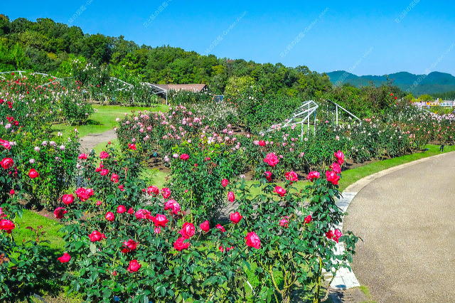 香りのエリア（秋バラ）