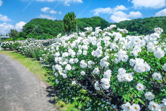 色彩のエリア（白バラ）