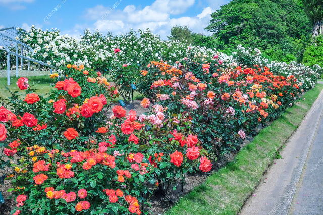 色彩のエリア（広角）