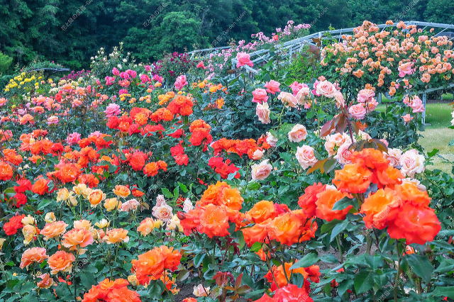 色彩のエリア（グラデーション）