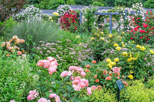 ばらと草花のエリア