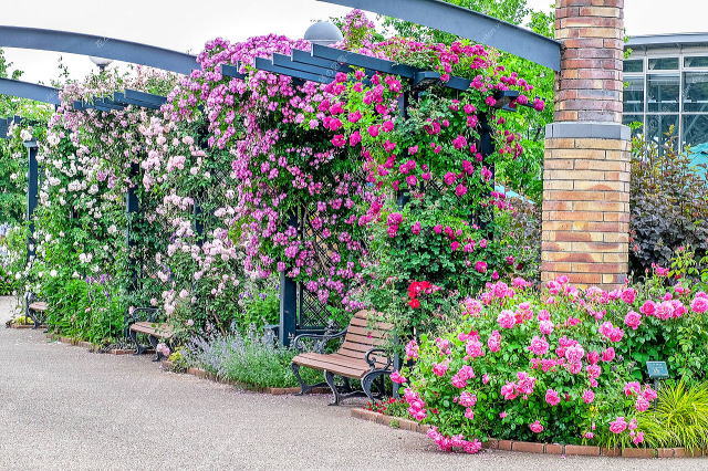 ばらと草花のエリア（アーチ）