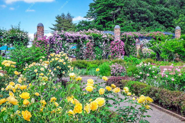 ばらと草花のエリア