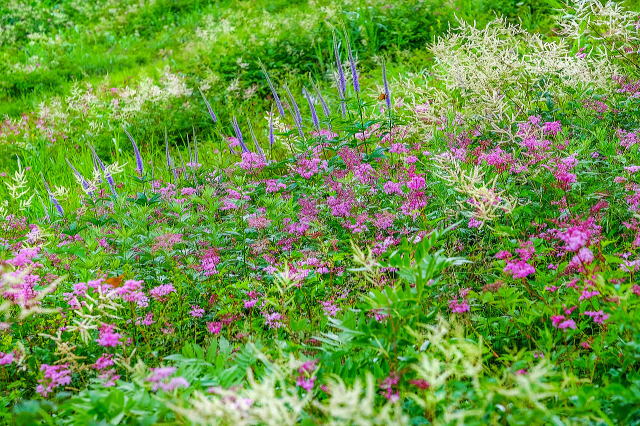 山の花エリア